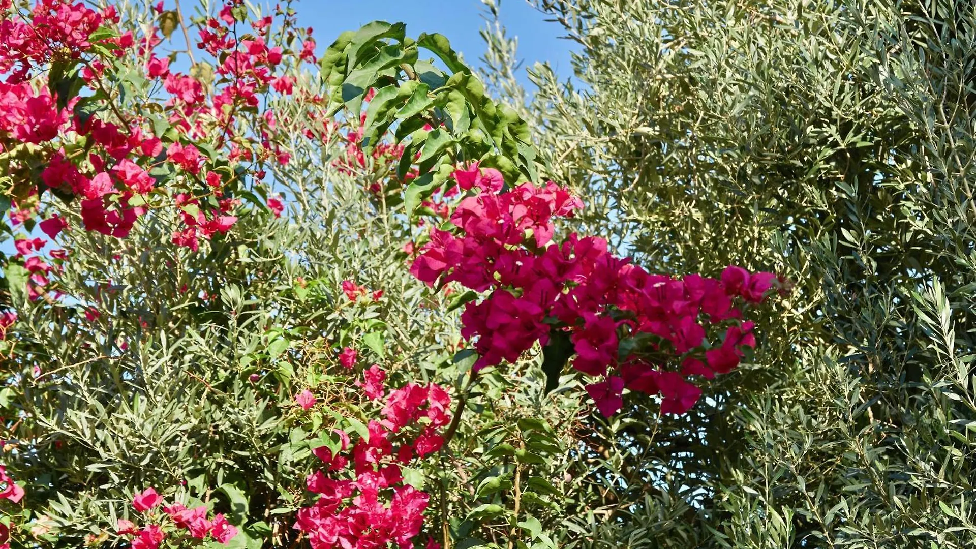 Son Sant Jordi Hotel Pollença Spanien